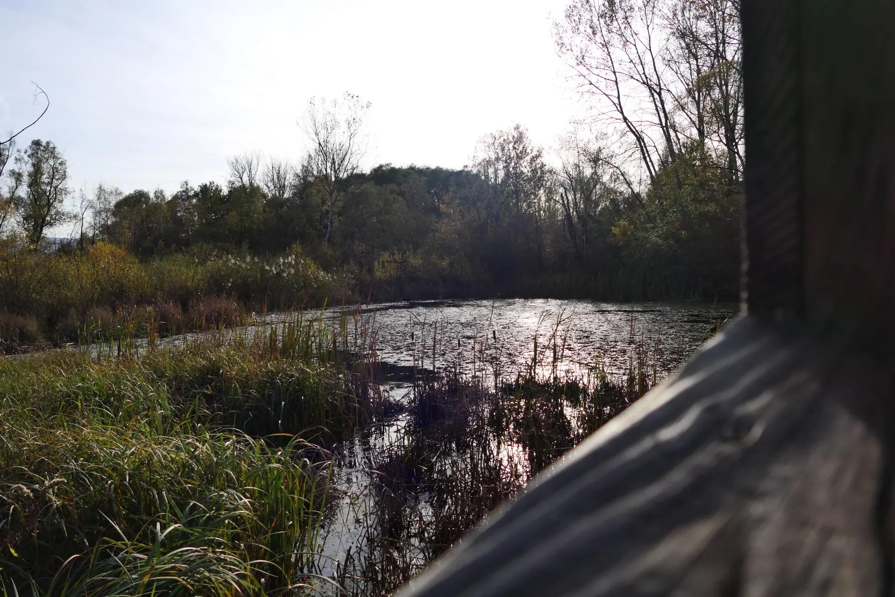 Enklawa Przyrodnicza Bobrowisko