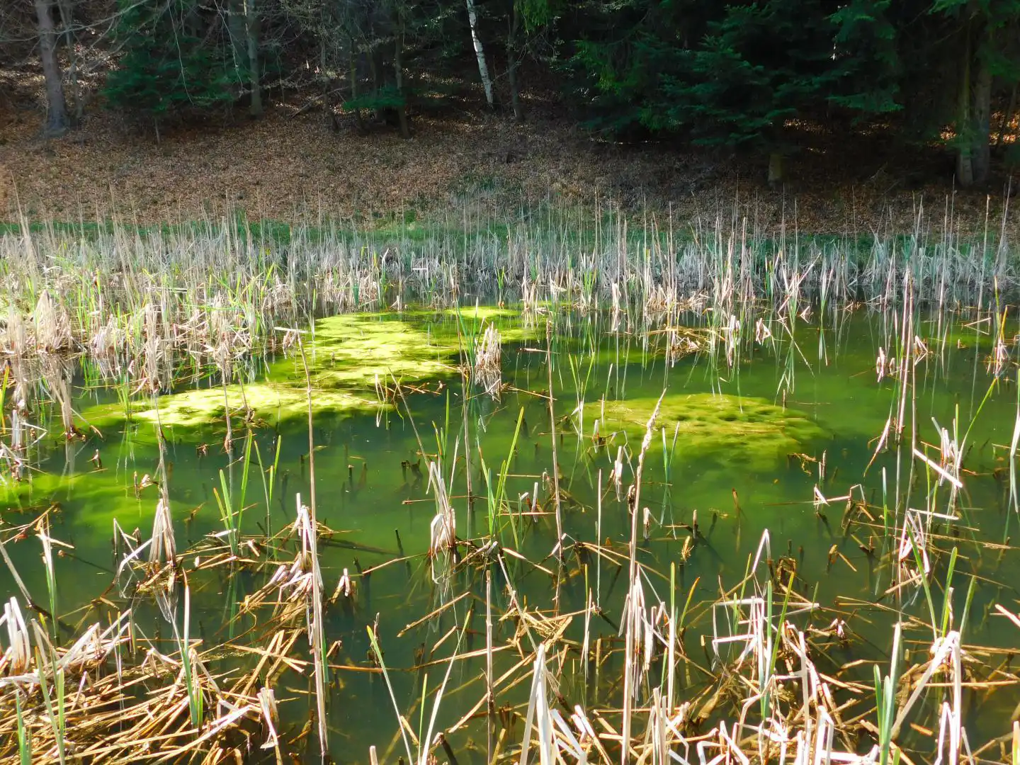 Park Ekologiczny w Rytrze