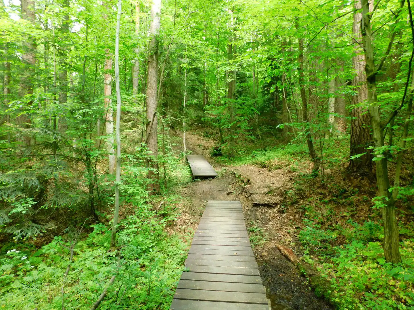 Lasek Falkowski w Nowym Sączu
