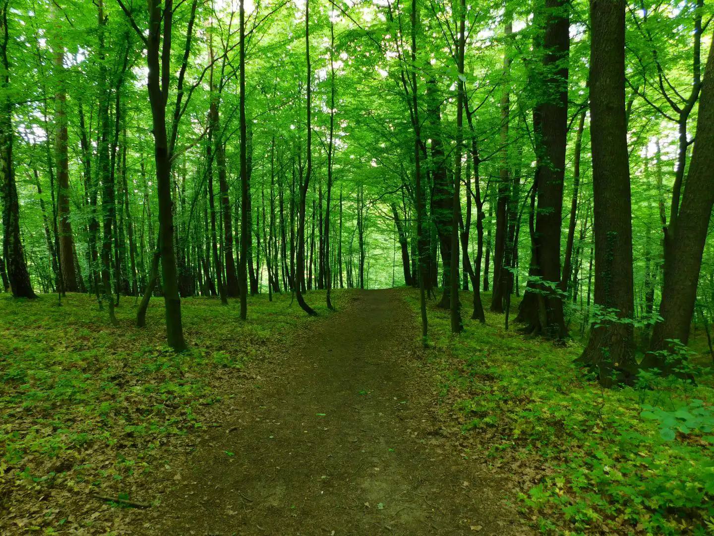 Lasek Falkowski w Nowym Sączu