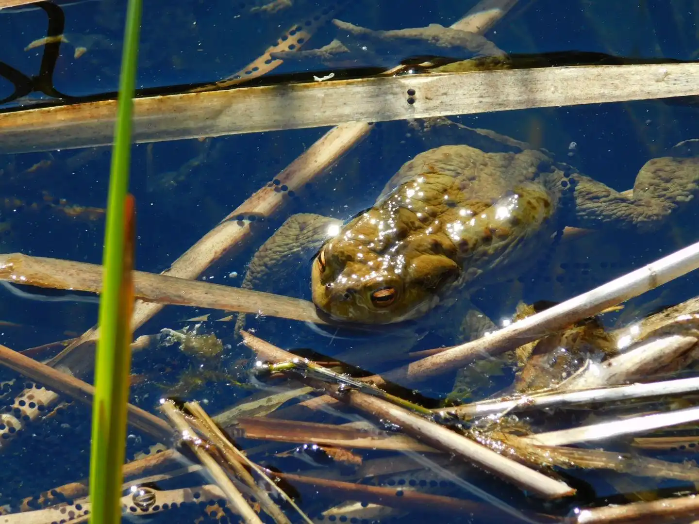 Park Ekologiczny w Rytrze