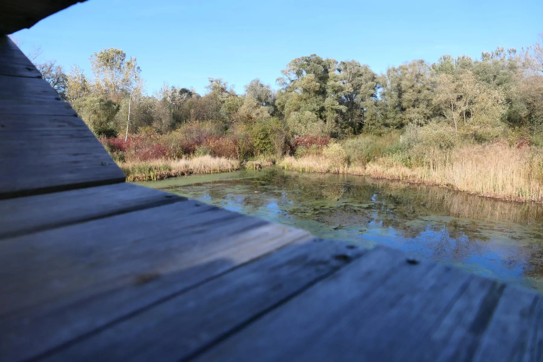 Enklawa Przyrodnicza Bobrowisko