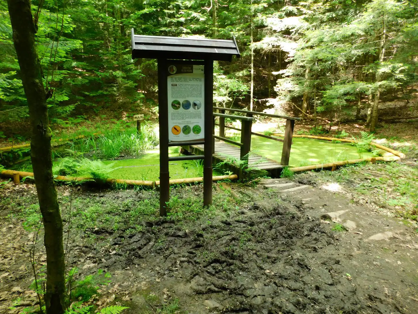 Lasek Falkowski w Nowym Sączu