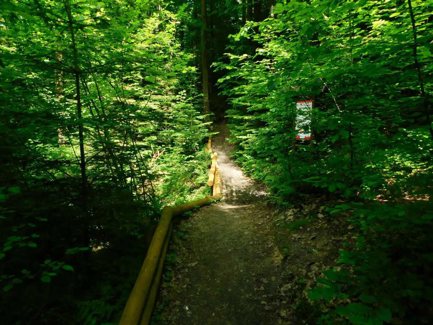 Lasek Falkowski w Nowym Sączu