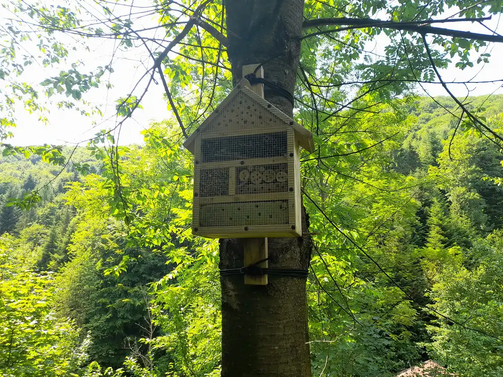 Park Św. Kingi w Głębokiem