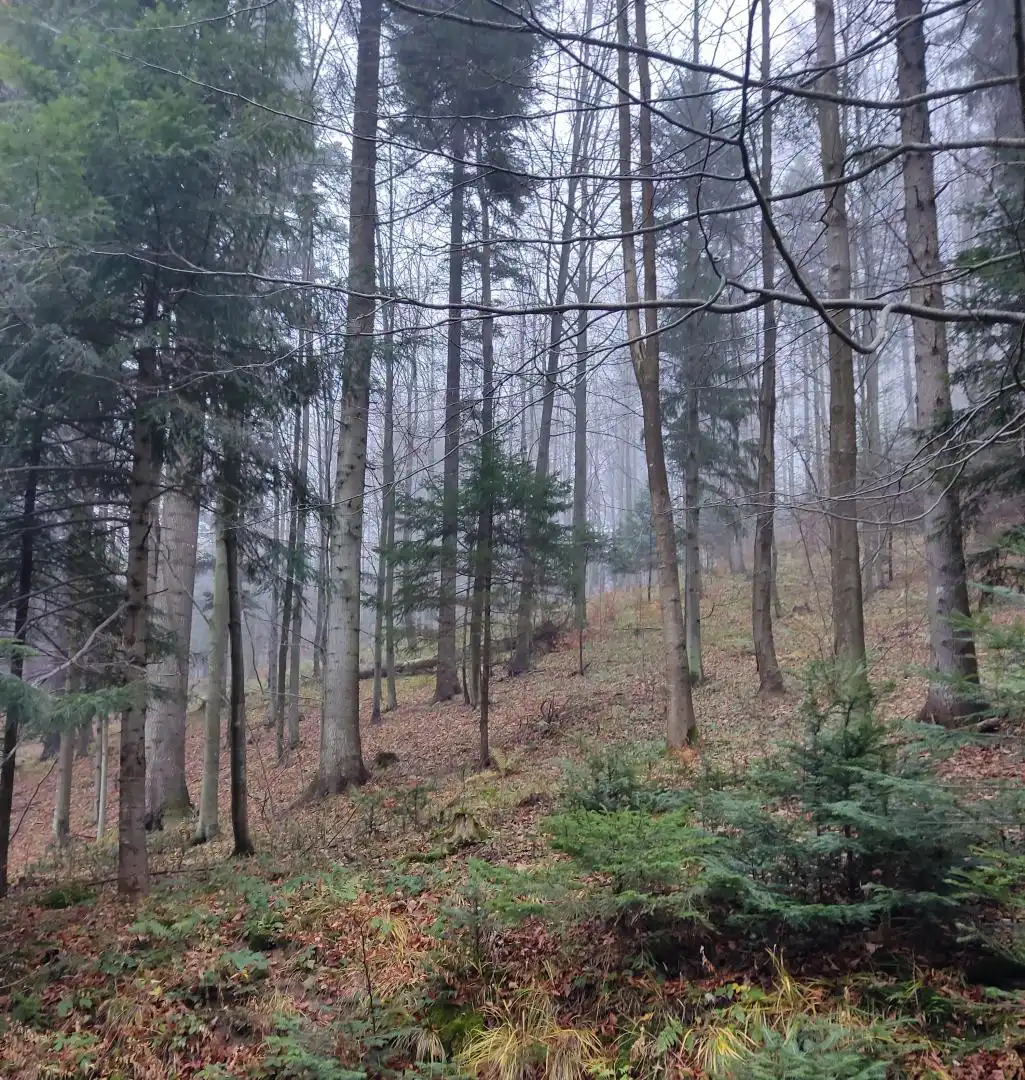 Park Krajobrazowy "Ostoja Głuszca" w Przysietnicy