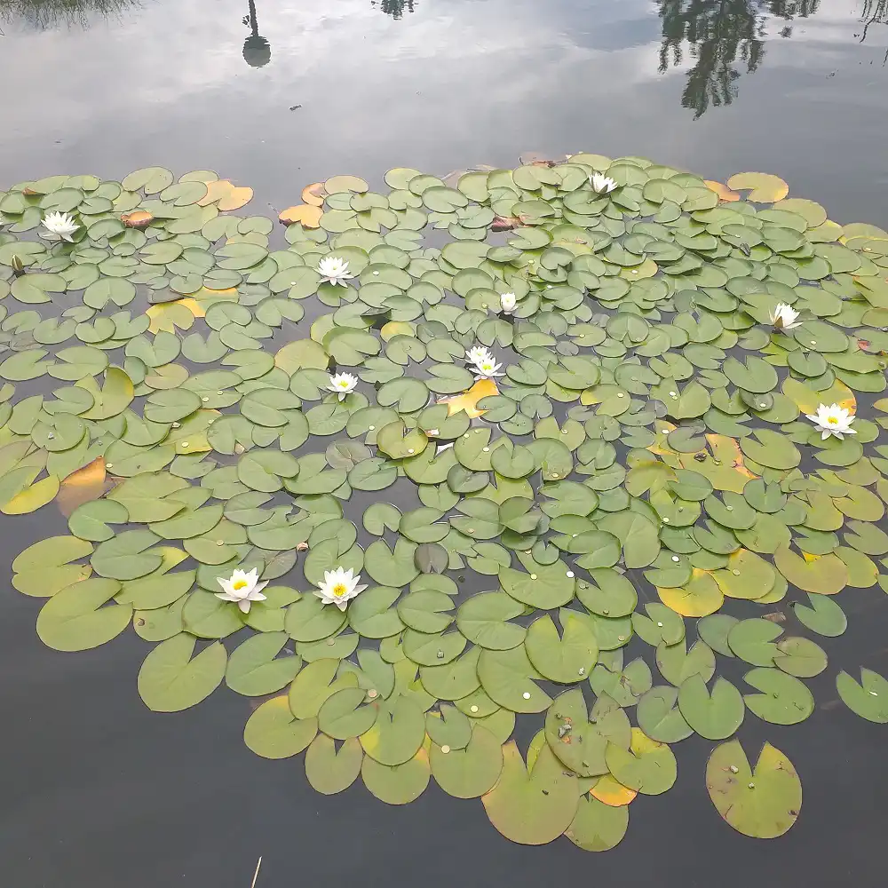 Ogrody sensoryczne w Muszynie