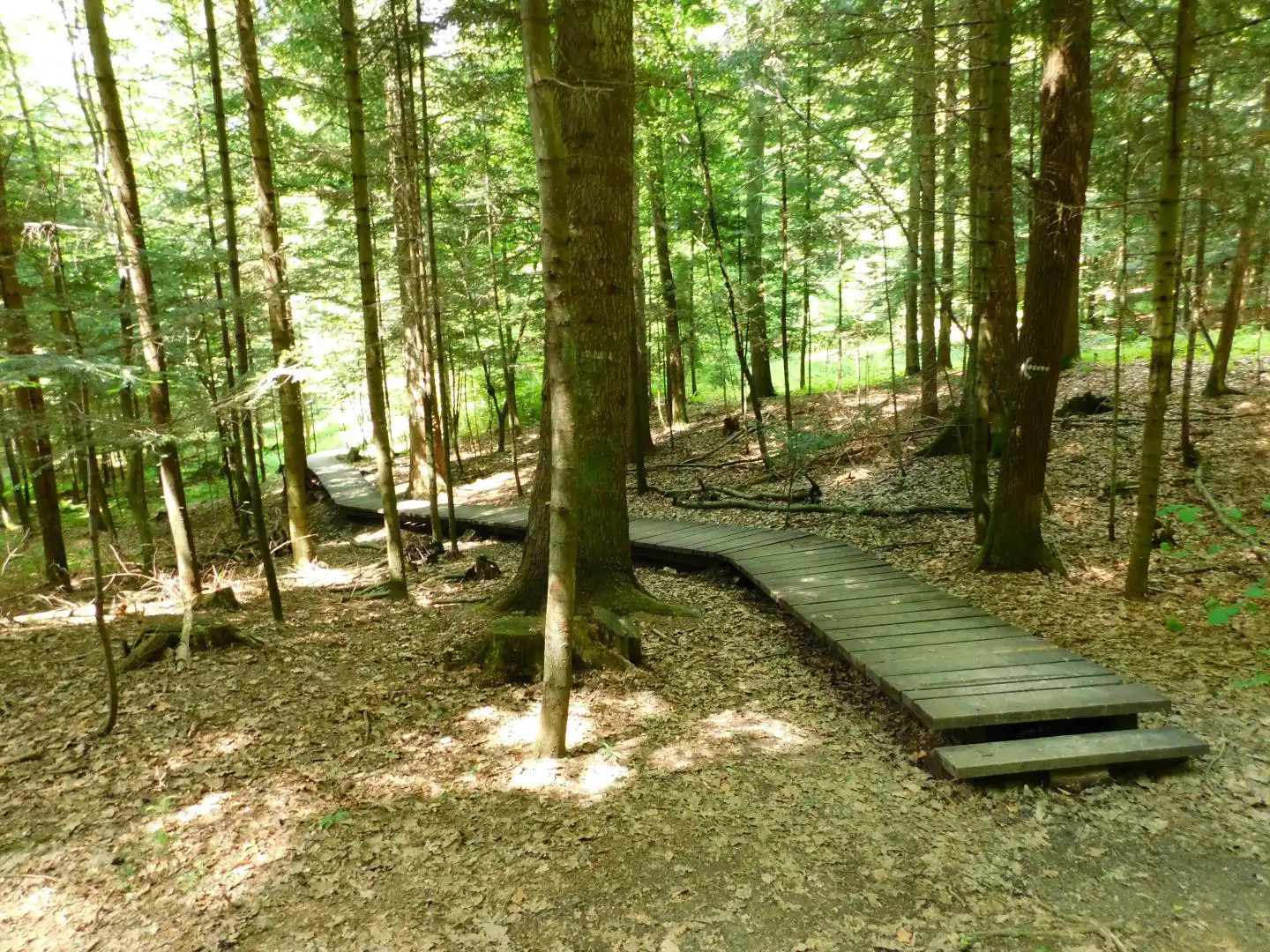 Lasek Falkowski w Nowym Sączu