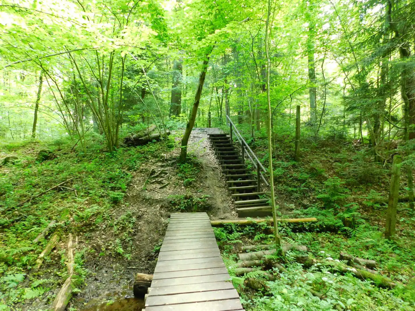 Lasek Falkowski w Nowym Sączu