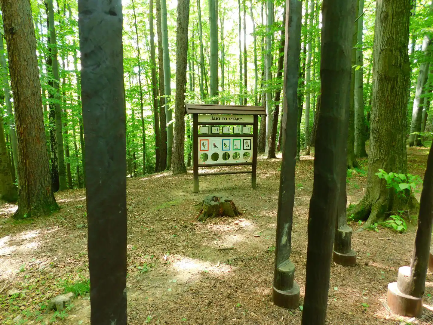 Lasek Falkowski w Nowym Sączu