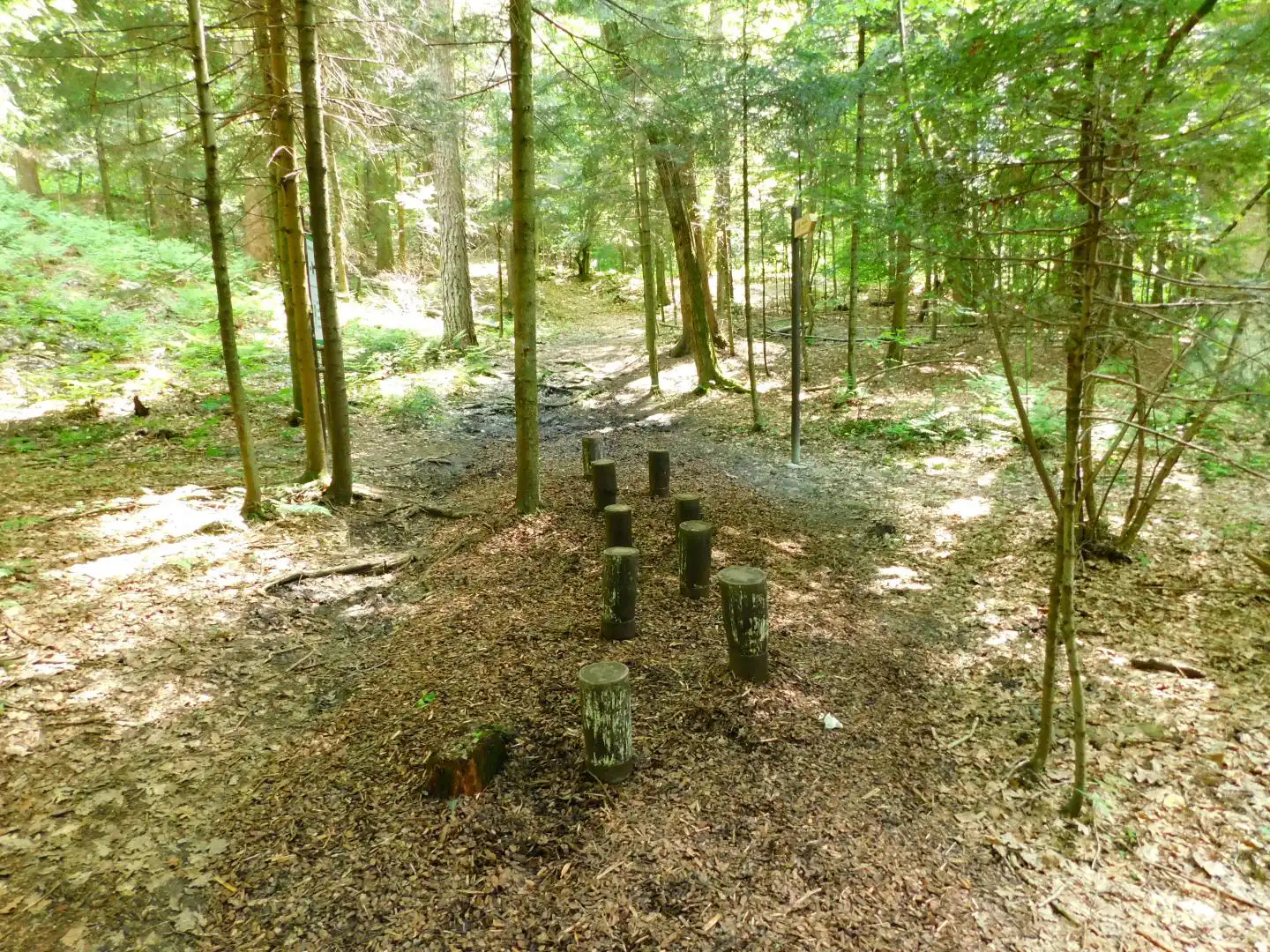 Lasek Falkowski w Nowym Sączu