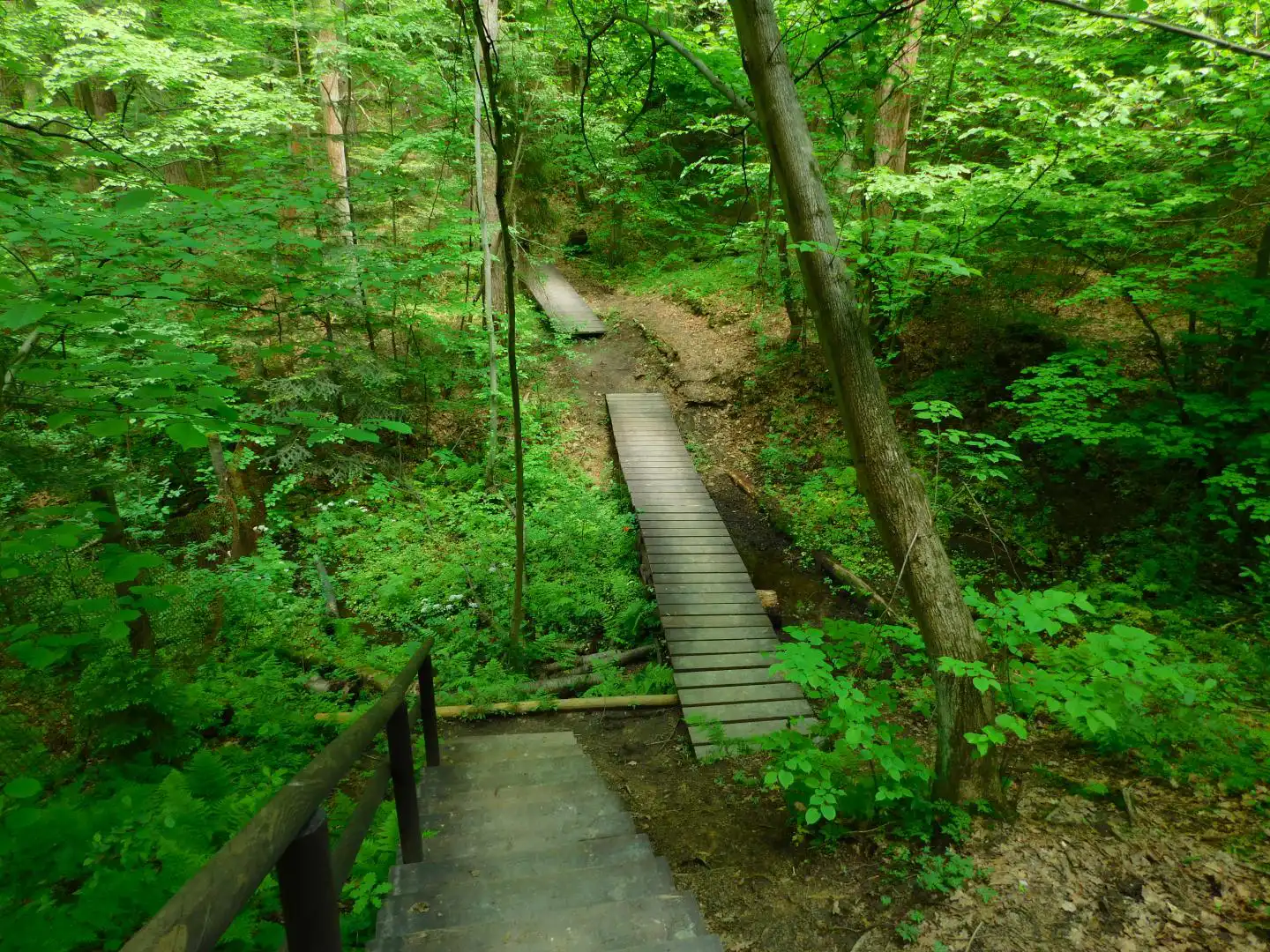 Lasek Falkowski w Nowym Sączu