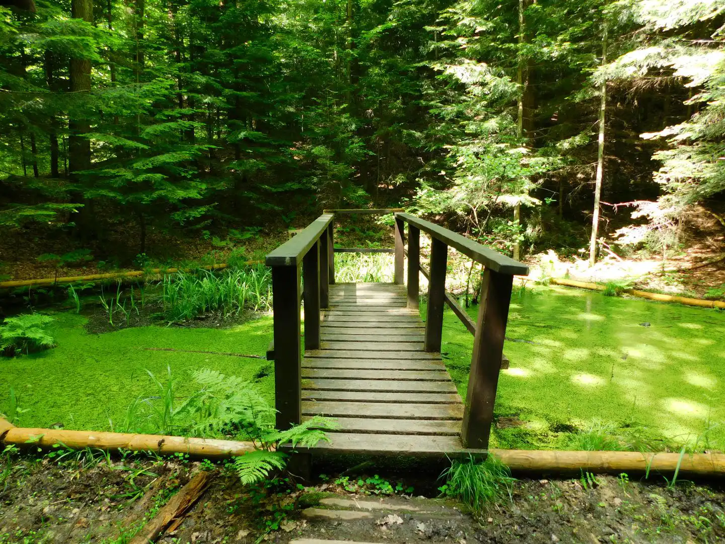 Lasek Falkowski w Nowym Sączu