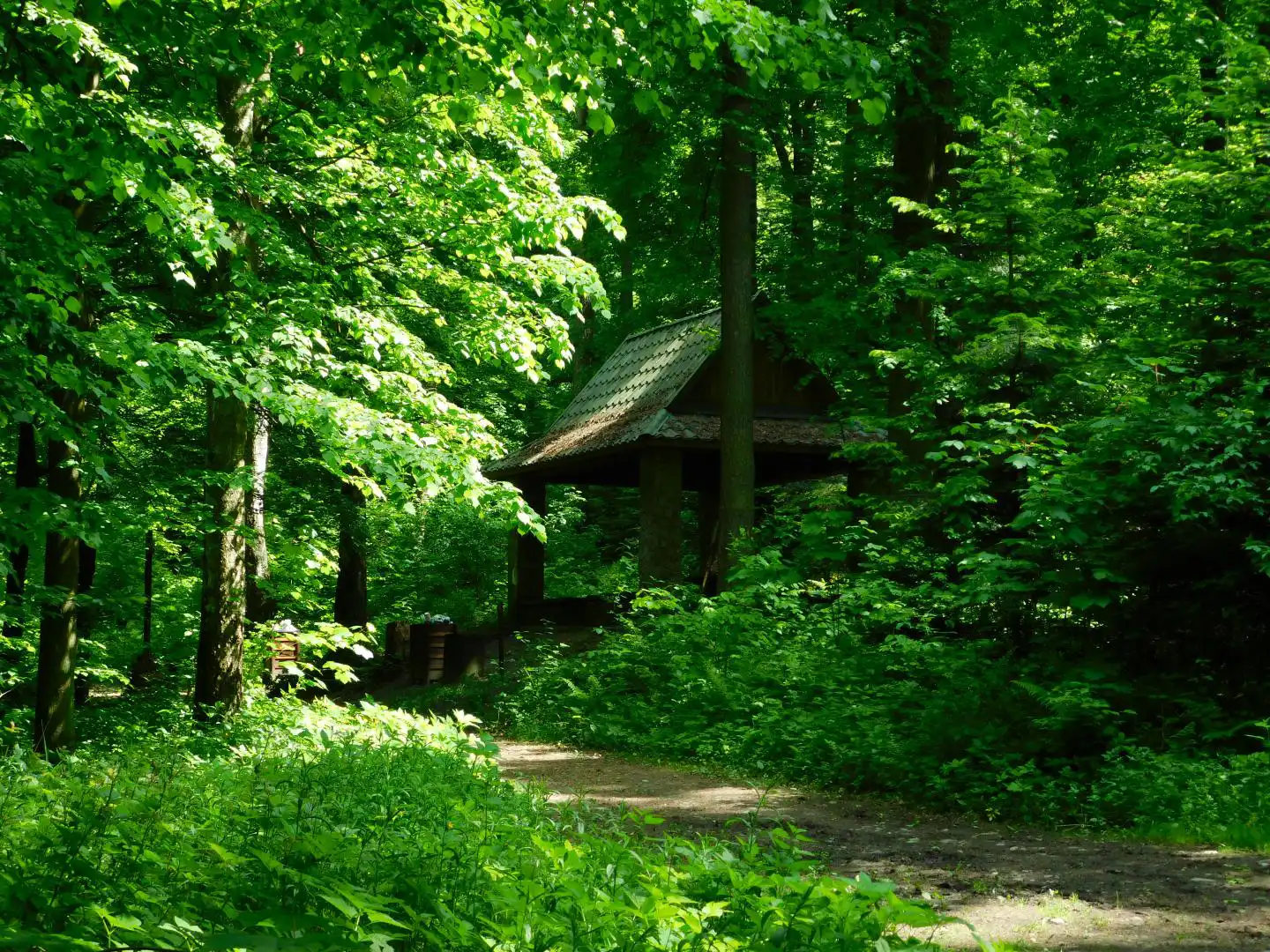 Lasek Falkowski w Nowym Sączu