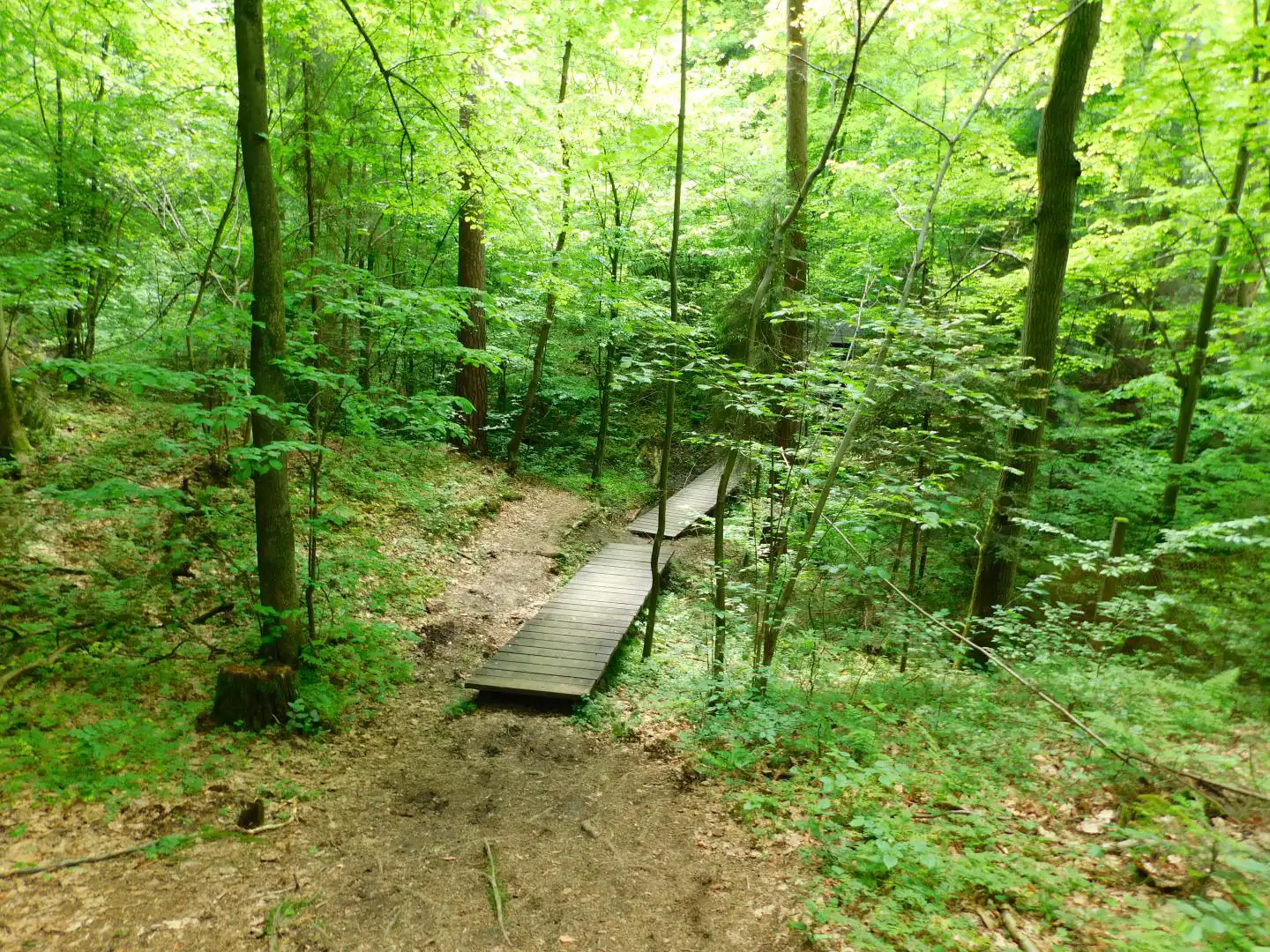 Lasek Falkowski w Nowym Sączu