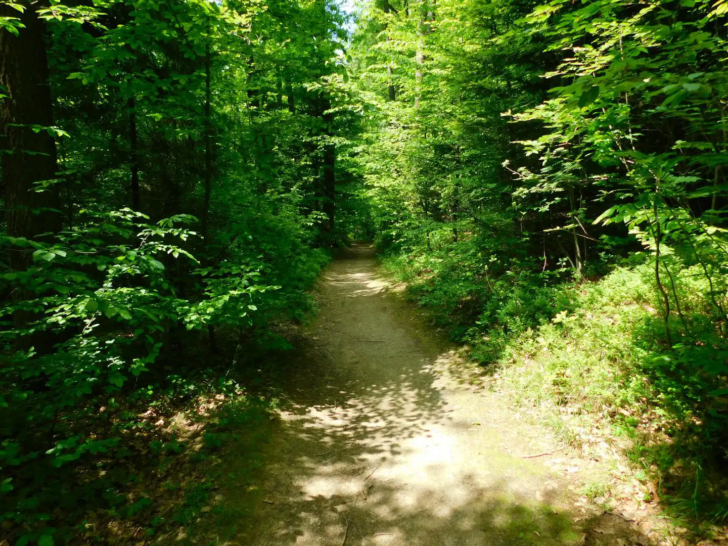 Lasek Falkowski w Nowym Sączu