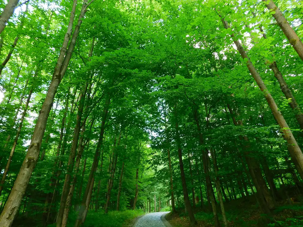 Góra Parkowa w Krynicy-Zdroju