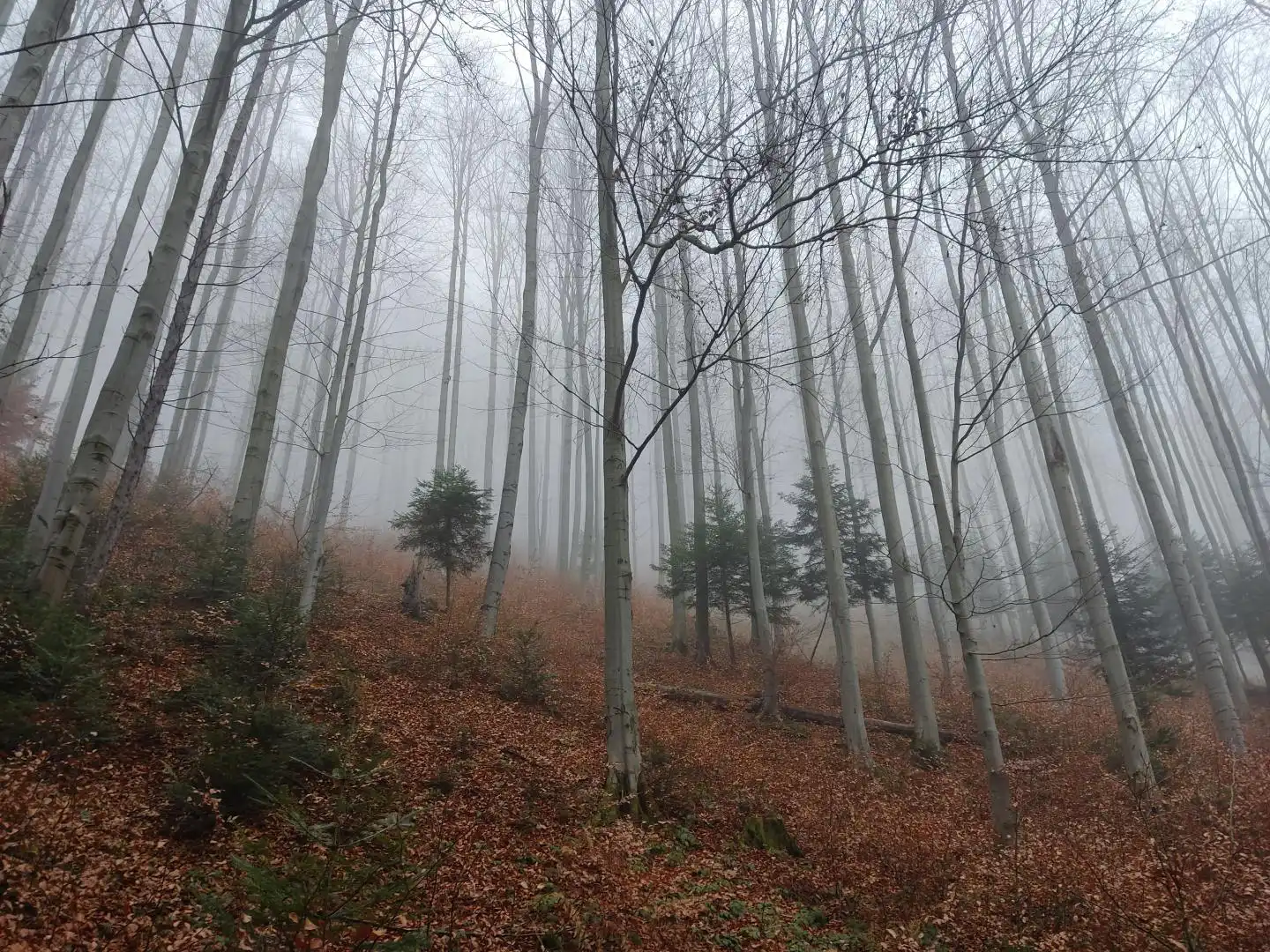 Park Krajobrazowy "Ostoja Głuszca" w Przysietnicy