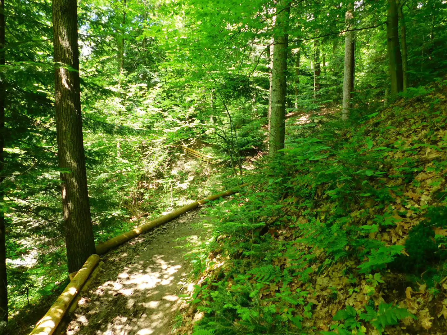 Lasek Falkowski w Nowym Sączu