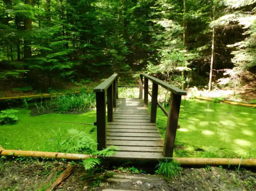 Lasek Falkowski w Nowym Sączu