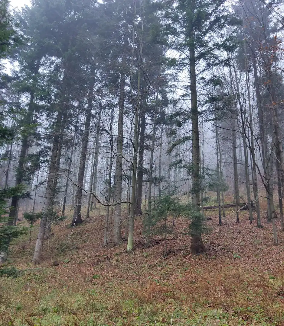 Park Krajobrazowy "Ostoja Głuszca" w Przysietnicy